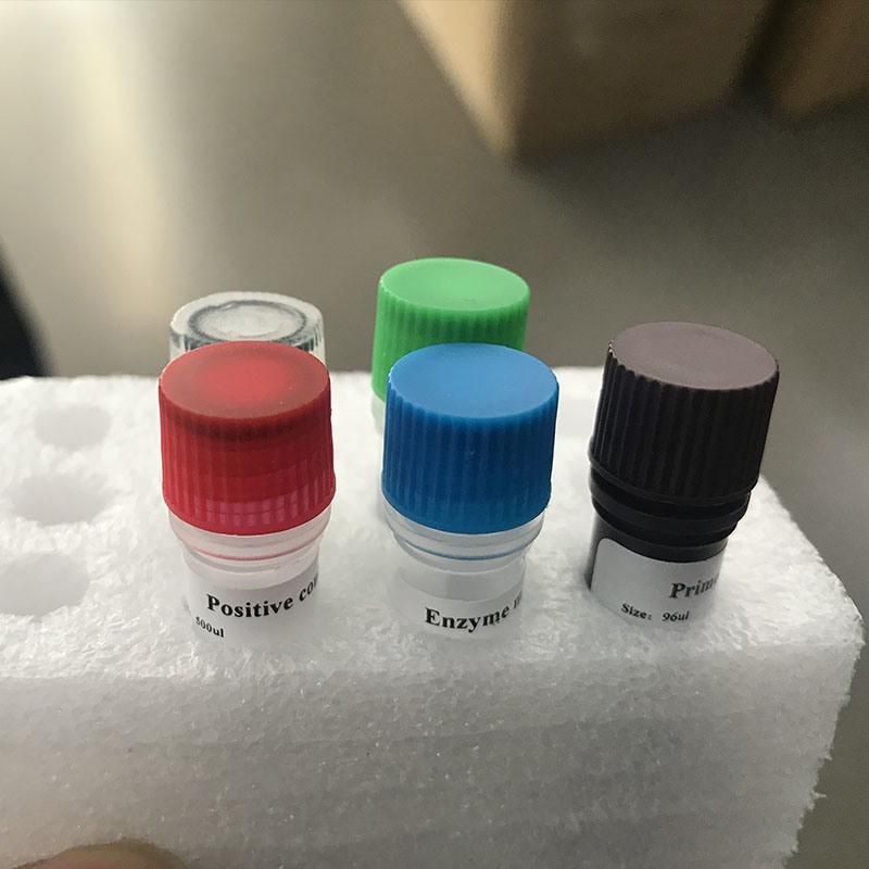 Biobase PCR Test Kit PCR Test Kit Rapid PCR Amplification Kits Test Kits PCR