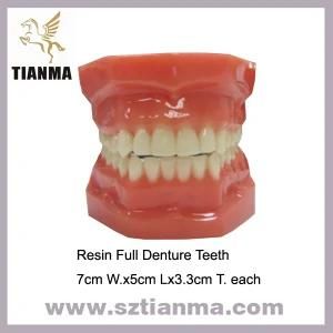 Acrylic Resin Artificial Teeth Model (TM-011)