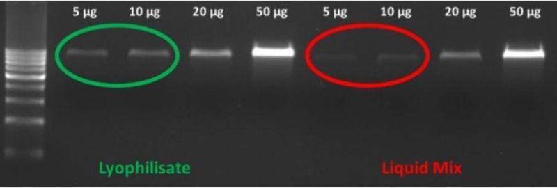 Nucleic Acid Detection Kit Fluorescence Rt-PCR Method, Orf 1ab/N Gene Nucleic Acid Detection, Stabilized Freeze-Dried PCR Mix for Detection of Virus