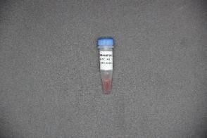 Extraction Kit Viral DNA/Rna Rapid From Throat Swab Samples