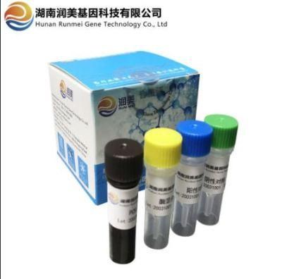 Pre-Packed Kit for Double Nucleic Acid Detection of Bacillus Sp E11